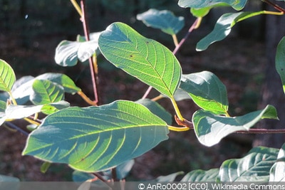 Rhamnus frangula