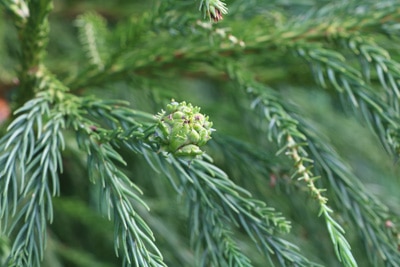 Sicheltanne Cryptomeria japonica