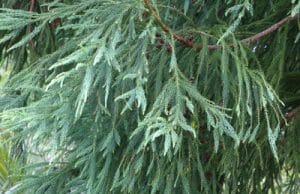 Sicheltanne Cryptomeria japonica