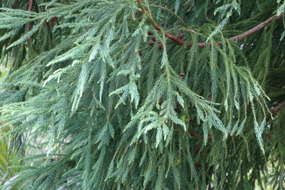 Sicheltanne Cryptomeria japonica