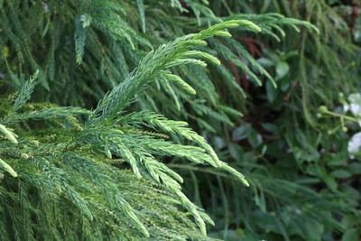 Sicheltanne Cryptomeria japonica