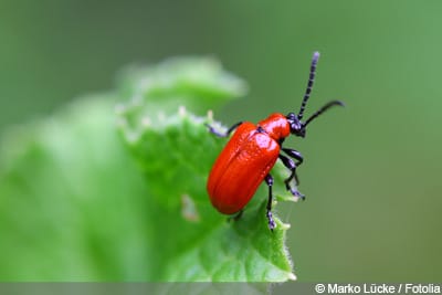 Lilienhähnchen