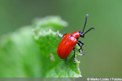 Lilienhähnchen