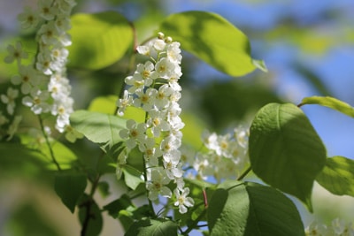 Prunus padus