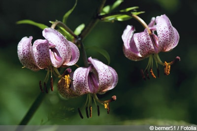 Lilium martagon