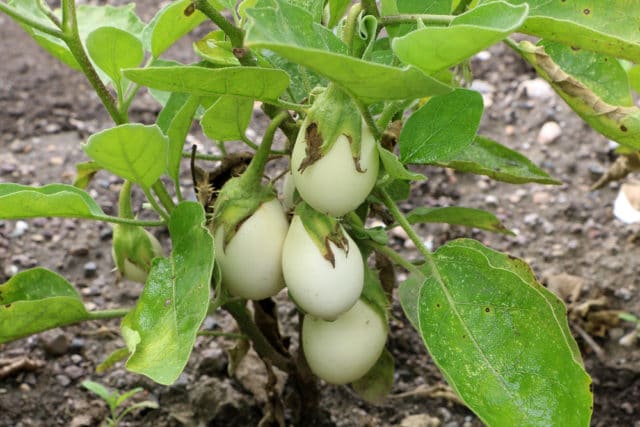 Eierbaum