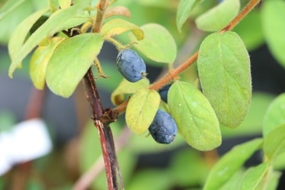 Maibeere Lonicera Kamtschatica