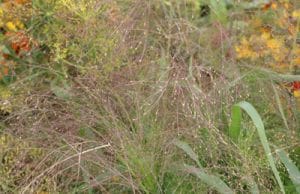 Rutenhirse - Panicum virgatum