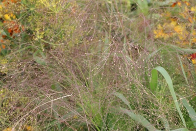 Rutenhirse - Panicum virgatum