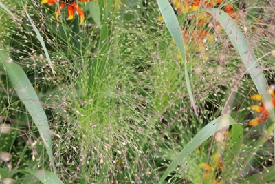 Rutenhirse Panicum virgatum