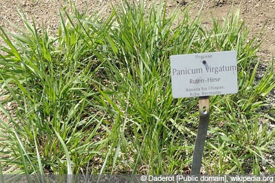 Rutenhirse Panicum virgatum