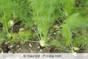 Knollenfenchel Knollenfenchel