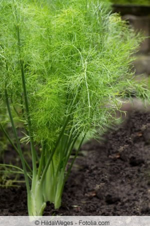 Knollenfenchel im Beet