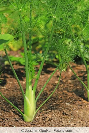 Fenchel im Beet