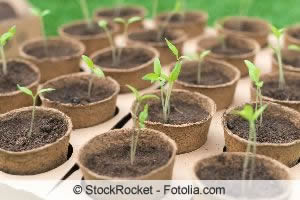 junge Tomatenpflanzen