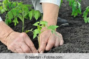 Tomaten anbauen Tomaten anbauen