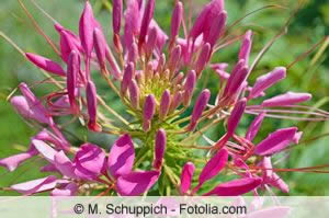 Blüte der Cleome