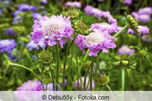 Witwenblume Witwenblume