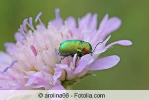 Knautia mit Käfer