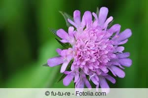 Knautia