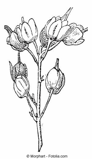 Blüte der Pimpernuss