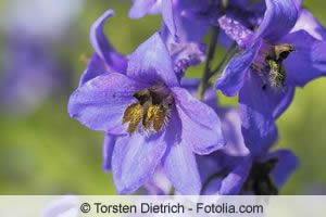 Polemonium Blüte