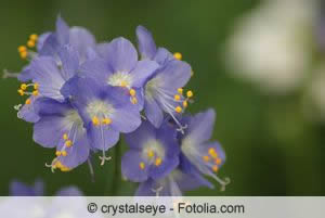 Polemonium