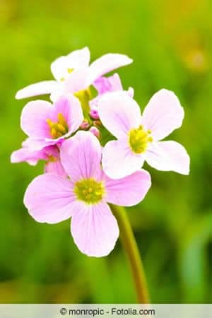 Saponaria officinalis