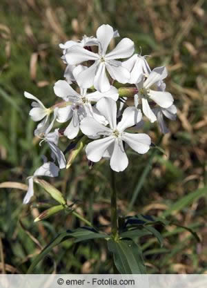 Saponaria officinalis