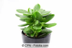 Crassula