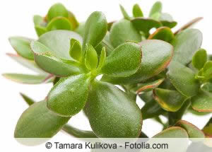 Crassula ovata Crassula ovata