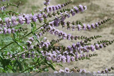 Mentha spicata