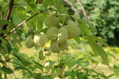 Staphylea pinnata