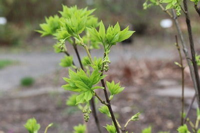 Staphylea pinnata