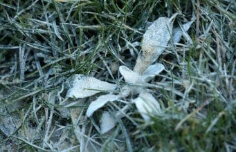 Rasen - Gartendialog.de