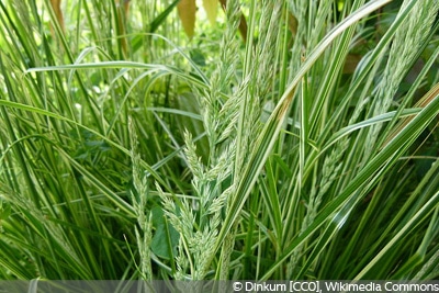 Calamagrostis x acutiflora