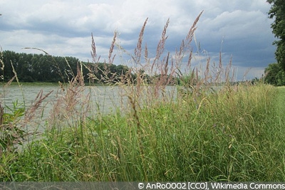 Calamagrostis