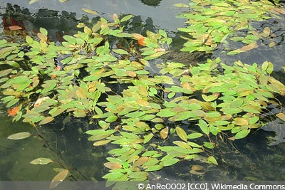 Schwimmendes Laichkraut Schwimmpflanzen