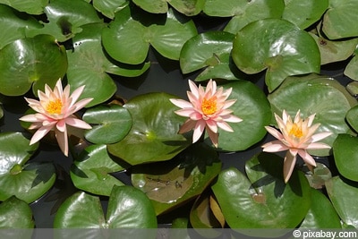 Seerose