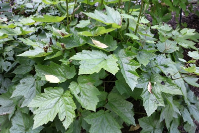 Actaea racemosa