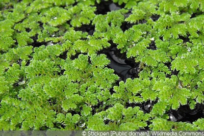 Immergrüne Teichpflanzen & Aquarienpflanzen Mittel gegen Algen 3 Lemna-Sorten 