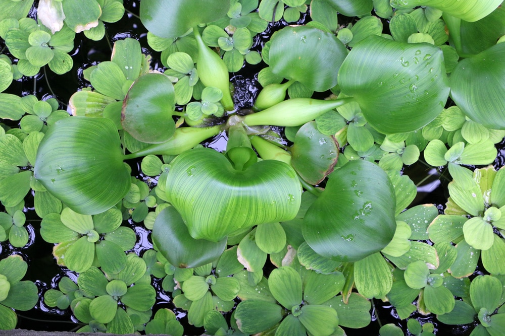 3 Lemna-Sorten Immergrüne Teichpflanzen & Aquarienpflanzen Mittel gegen Algen 