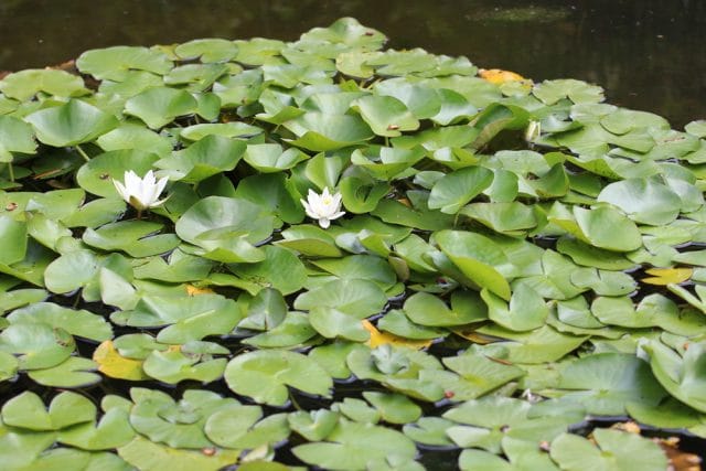 Teichrose Schwimmpflanzen