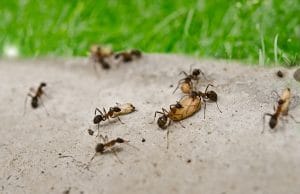 Ameisenplage