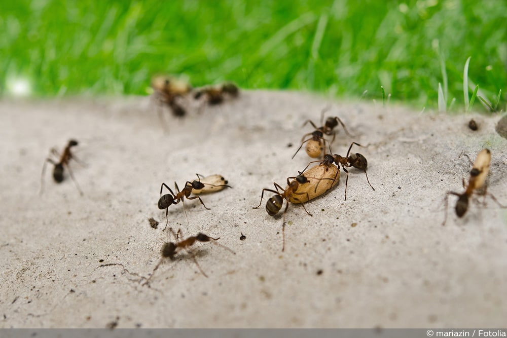 Ameisenplage in Haus & Garten - Backpulver, Ameisengift & Co