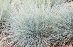 Blauschwingel, Festuca glauca