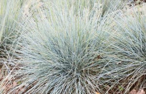 Blauschwingel, Festuca glauca