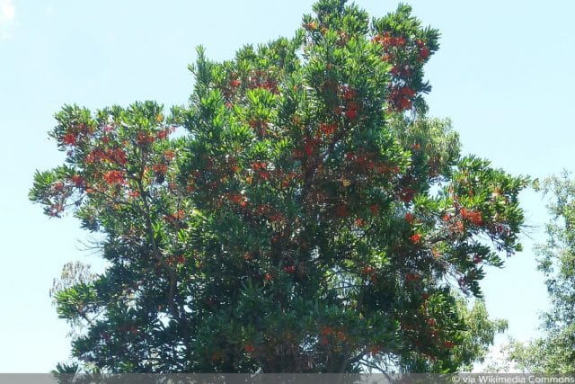 ☼ Power-Pflanze ☼ Australischer Feuerradbaum knallrot 