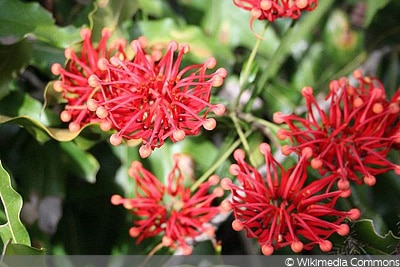 Stenocarpus sinuatus