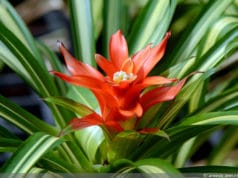 Guzmania